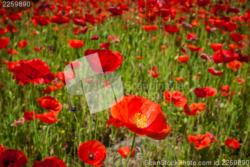 Image of poppy field  