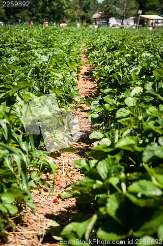 Image of strawberry farm field