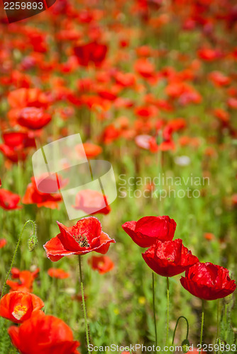 Image of poppy field  