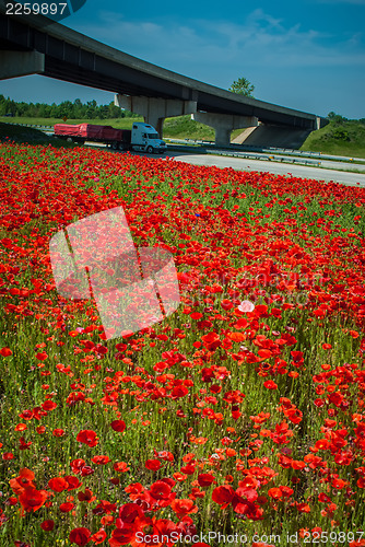 Image of red poppy field near highway road