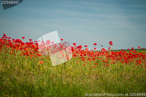 Image of poppy field  