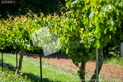 Image of vineyard farm