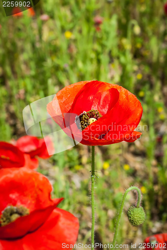 Image of poppy field  