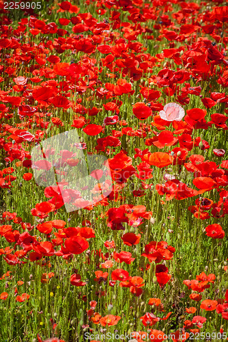 Image of poppy field  
