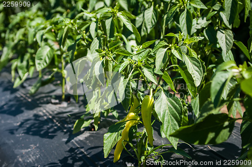 Image of green chilli peppers plant