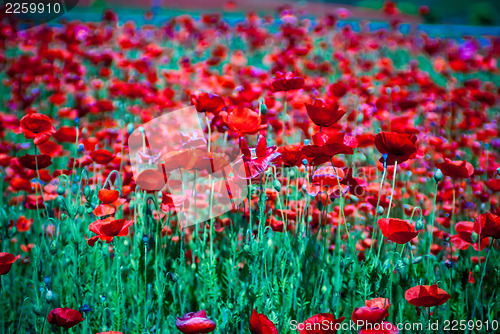 Image of poppy field  