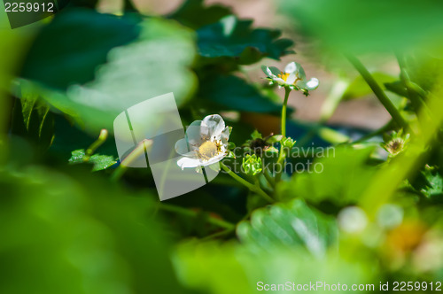 Image of strawberry farm field