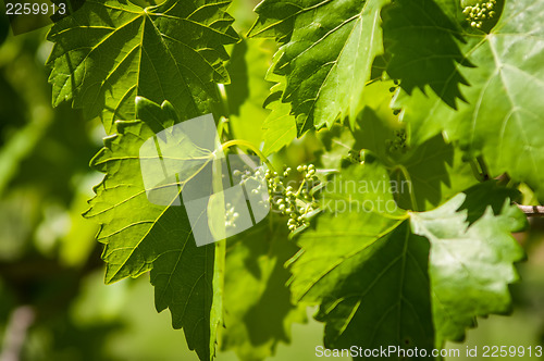 Image of vineyard farm