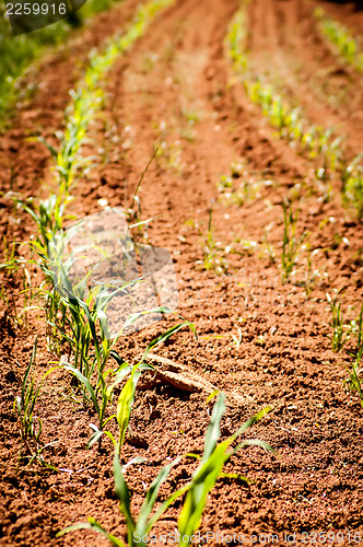 Image of Young corn field on a spring morning