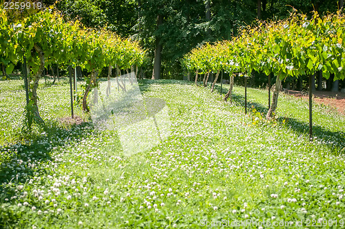 Image of vineyard farm