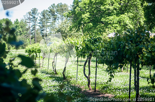 Image of vineyard farm