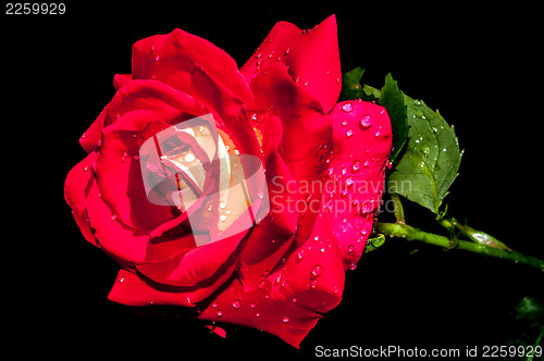 Image of red rose with water drops