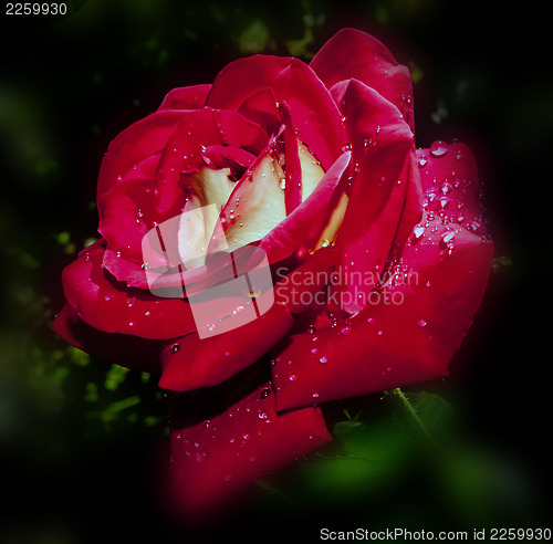 Image of red rose with water drops