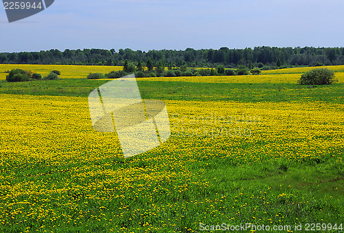 Image of Yellow Dandelions