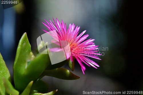 Image of Baby sun rose