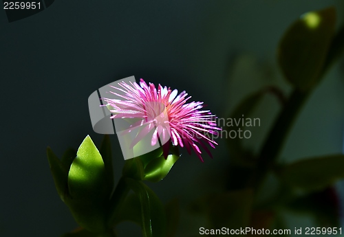 Image of Baby sun rose