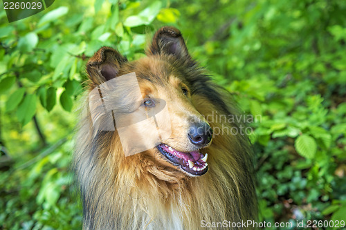 Image of Collie