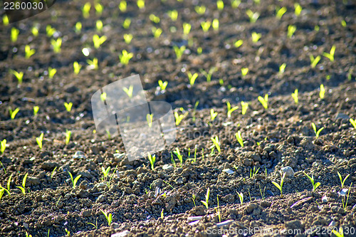 Image of corn seedlings