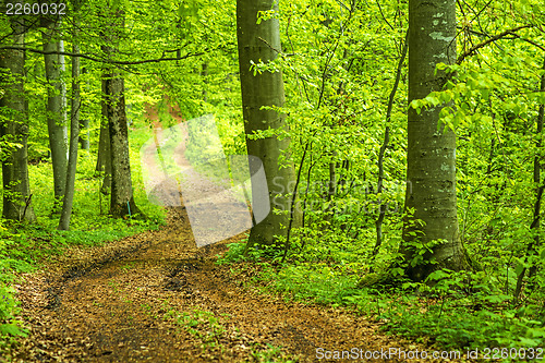 Image of Forest in spring