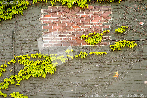 Image of ivy on an old brick wall