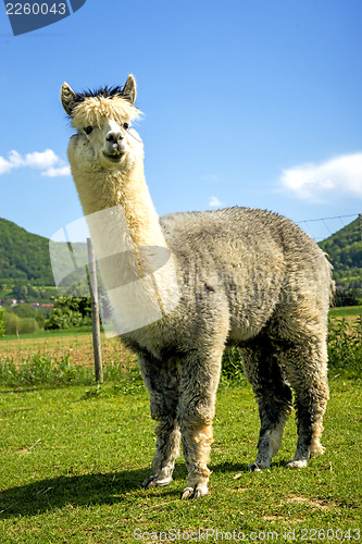 Image of Alpaca looking curious