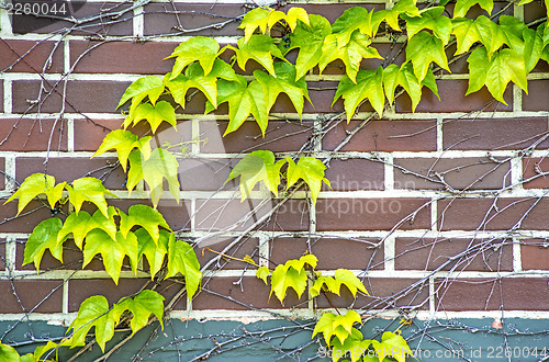 Image of ivy on an old brick wall