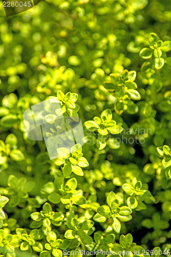 Image of thyme