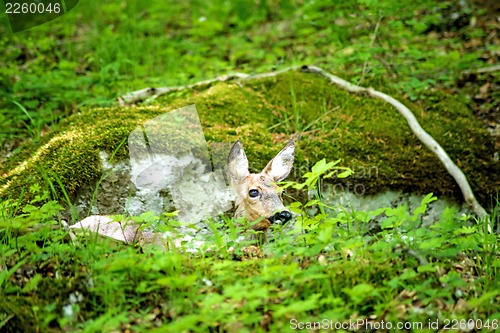 Image of deer hidden in a forest