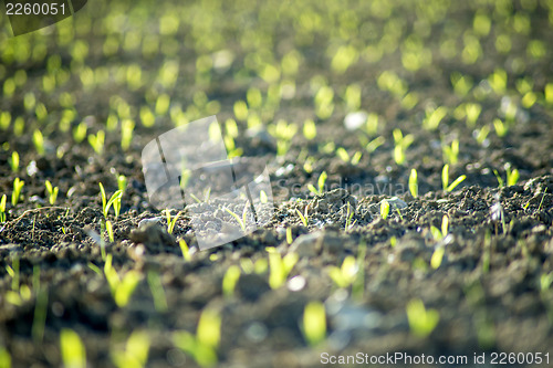 Image of corn seedlings