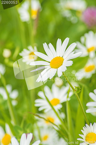 Image of marguerite