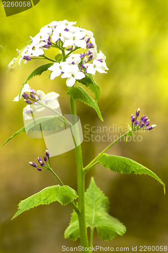 Image of Hesperis matronalis, damask violet