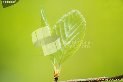 Image of bud of a tree