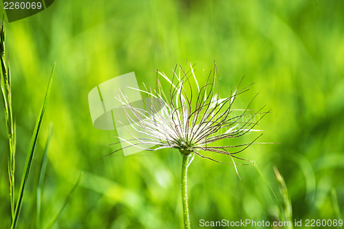 Image of pasqueflower with fruits