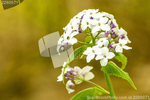 Image of Hesperis matronalis, damask violet