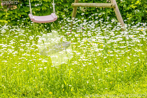 Image of meadow with marguerites