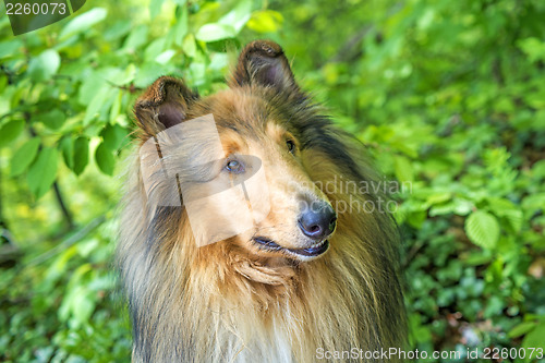 Image of Collie