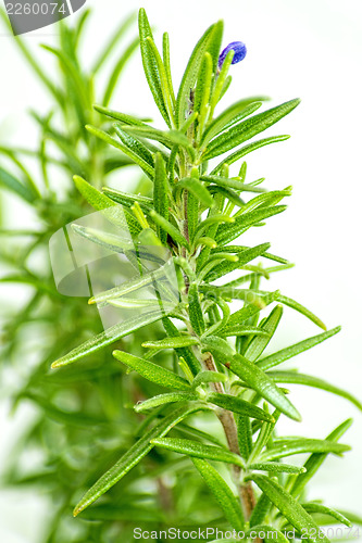 Image of rosemary