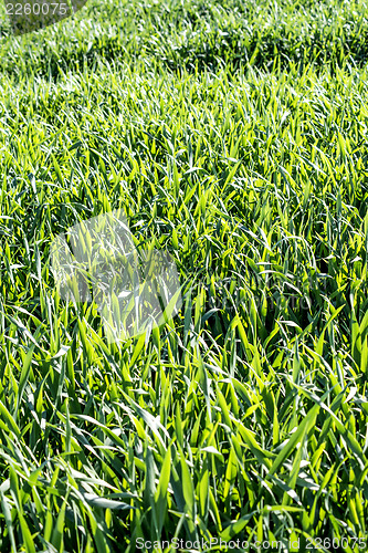 Image of energy plant szarvasi grass