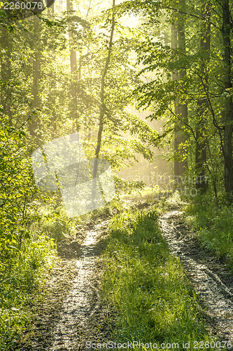 Image of Forest in sunny spring light