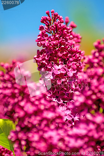 Image of syringa