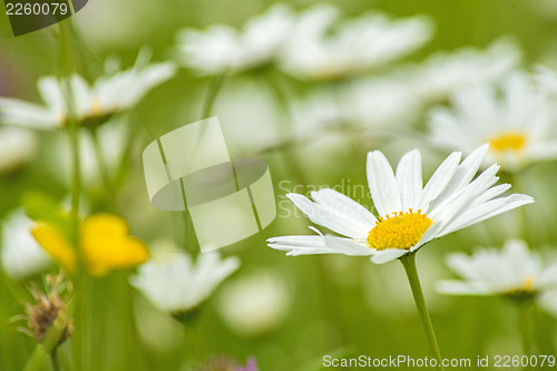 Image of marguerite