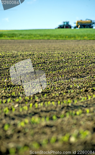 Image of corn seedlings