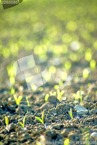 Image of corn seedlings