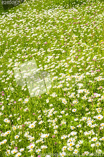 Image of meadow with marguerites