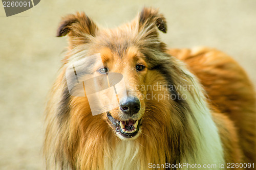 Image of american collie dog