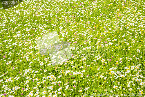 Image of meadow with marguerites