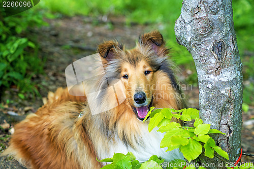 Image of american collie dog