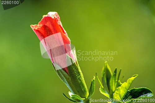 Image of hibiscus bloom