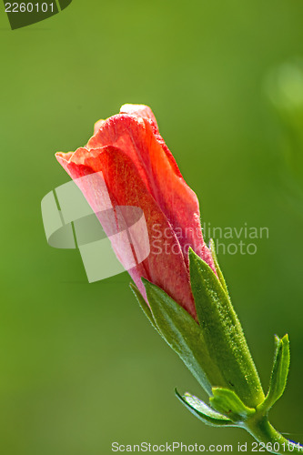 Image of hibiscus bloom