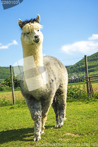 Image of Alpaca looking curious